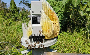 「蜜蜂大軍」佔領氣象站!網笑:可以雇用台灣黑熊