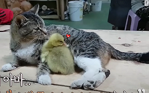 (影)傷心貓媽媽養小鵝　看見狗帥氣衝上前：別想動我鵝子！