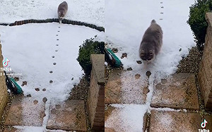 貓咪出門玩雪竟走「原足跡」回家　網驚：有強迫症？