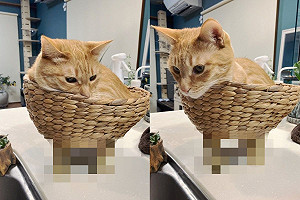 竹籃黏喵腳裝飾卻遭主子亂入　網一看笑：變橘貓車車？