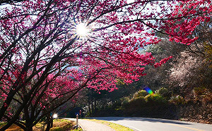 蕭徐行觀點》梨山的濫墾濫耕問題不容忽視