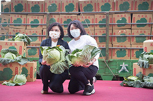 嘉義市政府情義相挺 購買雲林縣高麗菜2萬公斤