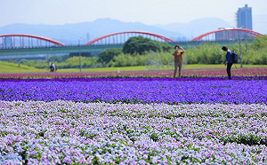 夢幻美景不出國也看的到!紫色天鵝絨花毯古亭河濱公園綻放中