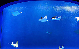 武漢肺炎》桃園升至准三級!Xpark緊急宣布閉館至5/28並開放退票