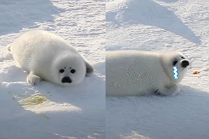 (影)小海豹雪地中焦急找媽媽 網笑:好像下秒就要哭哭惹!