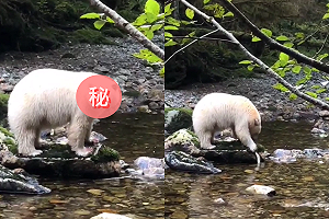 (影)嘴中魚「太沽溜」滑回小溪　白熊傻眼：沒人看到吧？