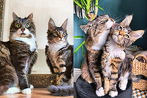 (影)貓哥哥一臉「老媽樣」霸氣狂舔喵小弟全身：這樣才帥氣啊！