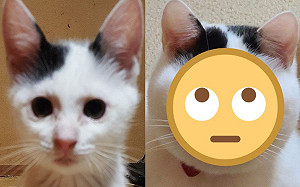 主子小時一臉萌長大露「江湖味」 網笑：以前肯定有修圖！