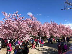 228連假北橫櫻花怒放 上山賞櫻避塞車看這裡