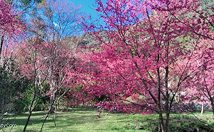 228連假搭公車樂遊臺中  上山下海輕輕鬆鬆