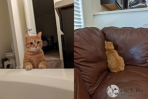 (影)見「除白蟻大隊」貓埋沙發超害怕　網爆笑：你不是白蟻！