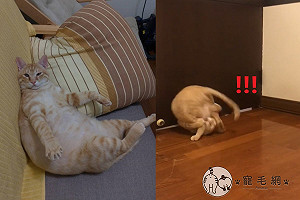 (影)橘貓化身「無敵風火輪」連三滾  媽爆料：背後有原因！