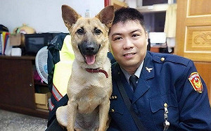 新北市第63隻機關犬「平安」成網紅  喜獲動保處頒身分證