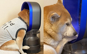 狗狗也愛美？柴犬臉埋無葉片風扇吹風：偶在保濕啦！