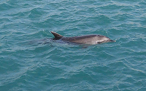 瓶鼻海豚「快閃」澎湖沙港兩天一夜  現已引導出海