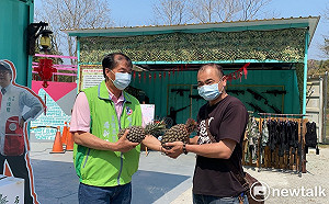中國停購台灣鳳梨效應!國民兩黨爭相促銷鳳梨
