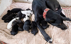 感動!狗媽媽生14隻幼犬受困地洞 2小孩接力鑽洞「盲摸」救犬