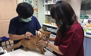 新北犬貓回春雙響炮正式啟動   老殘毛寶貝享晚年免負擔