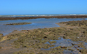 藻礁公投不該是互相對立 鄭文燦:替代方案需要理性討論
