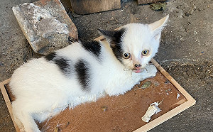 淋沙拉油裹麵粉「油炸貓」？新北動保處籲民眾謹慎使用黏鼠板