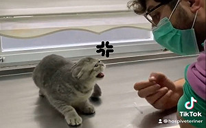 (影)貓咪看診一臉呆萌　獸醫打針後拉長音吼叫：你敢欺負朕！