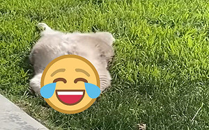 草地上赫見貓咪「大字型」爽曬日光浴　網笑：以為是地毯！