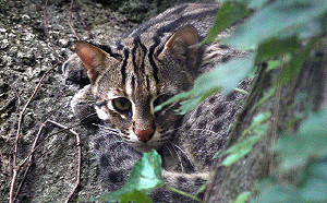 睽違20多年！  北市動物園喜迎3隻新生石虎寶寶