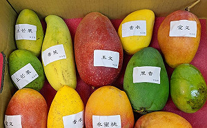 這4種水果可能面臨中國禁令？農經學者：芒果最危險