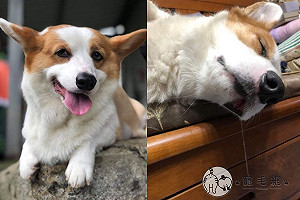 (影)萌犬柯基睡覺沒形象 轟天雷打呼嘴角牽絲笑翻媽