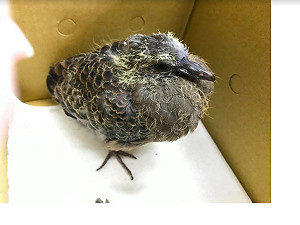 撿到鳥寶寶先別急著帶走!鳥爸媽照顧生存機會大