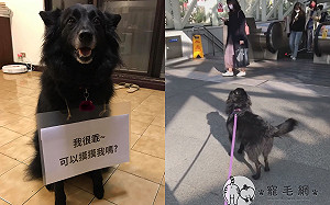 (影)黑狗守捷運站外「討摸摸」 萌翻眾多網友：我也要去！