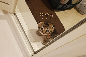 (影)很少進浴室竟引起幼貓「極度好奇」 網爆笑:長大你就會怕了!