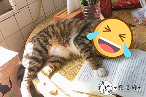 虎斑貓「托腮饋頭」陪看書 奴驚:一臉比我還懂!