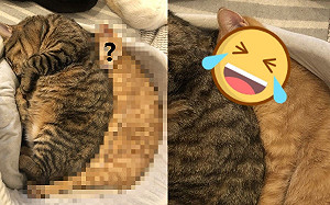 (影)橘貓液化成「上弦月」擠小窩 眼神放空網笑:背後靈嗎?