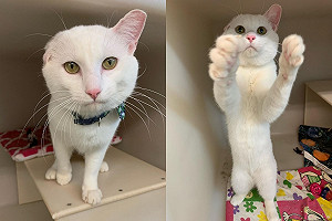 單耳白貓渴望愛 對每個人揮舞「友善小爪」:帶我回家好嗎?