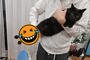 黑貓被抱腳竟伸超長「擺怪姿」網笑：這是根雞毛撢子？