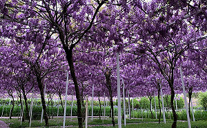 浪漫紫大爆發！淡水紫藤花園夢幻登場3/20開放參觀