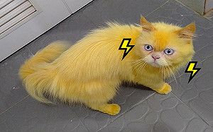 皮卡丘喵?白貓用薑黃治皮膚變全身金黃 網:要發10萬伏特!
