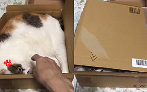 (影)三花貓不想被打擾 竟做「這動作」句點奴才:我想靜靜!