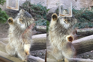 兔猻「猛盯肉肉」同步左右扭身體　網笑：賣藝求罐罐？