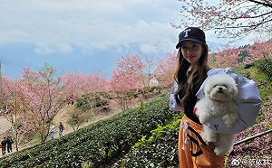 野生蔡依林出門踏青!現身新竹知名景點賞櫻