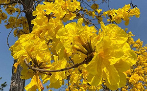 漫步黃金大道！彰化彰南路600棵黃花風鈴木盛開中