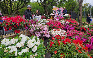 粉紅色春天來了！22.5萬株杜鵑花爆滿大安森林公園