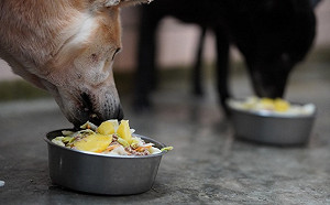 新北動保處偕毛寶貝力挺農友  高麗菜鳳梨肉肉健康滿分