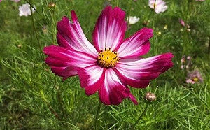 春天騎車賞花去!基隆河兩岸波斯菊繽紛綻放中