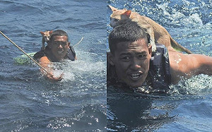 漁船海上祝融 軍官奮勇跳海救回4隻小貓:牠們也是生命!