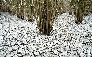 春雨下錯地方無法解渴!鄭明典曝「這2縣市」最先感受缺水壓力