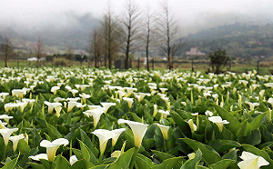雪白花海綻放陽明山!竹子湖海芋季3/26登場