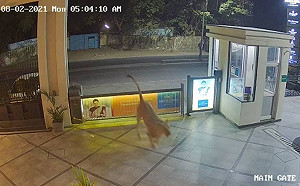 (影) 印度五星酒店竟然有獅子閒逛 保安嚇到縮在警衛室