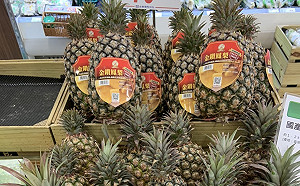 金鑽鳳梨種苗外流中國!農委會緊急3措施  加強管制輸出